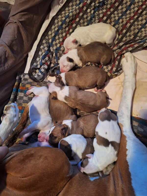 Daddy's Big Boys American Staffordshire Terrier, Daddy's Big Boys