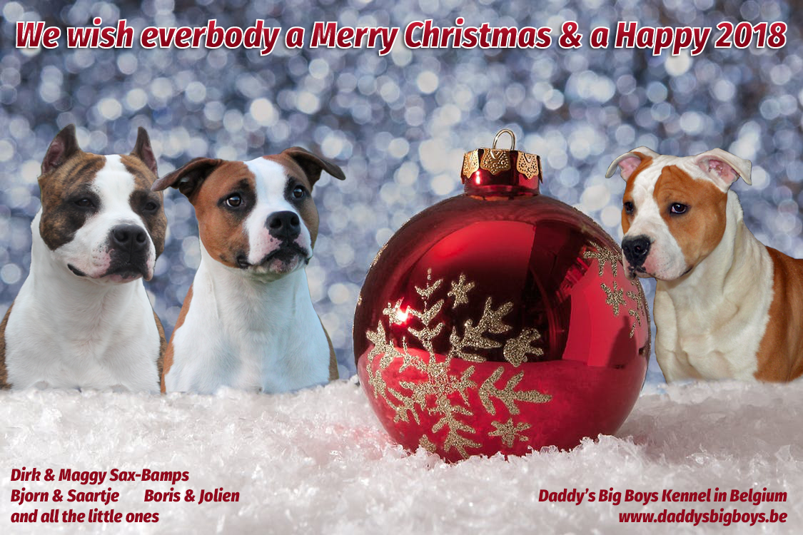 Daddy's Big Boys American Staffordshire Terrier, Daddy's Big Boys