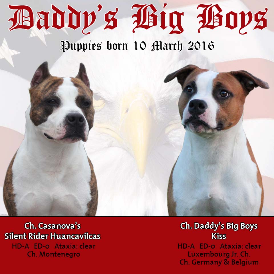 Daddy's Big Boys American Staffordshire Terrier, Daddy's Big Boys